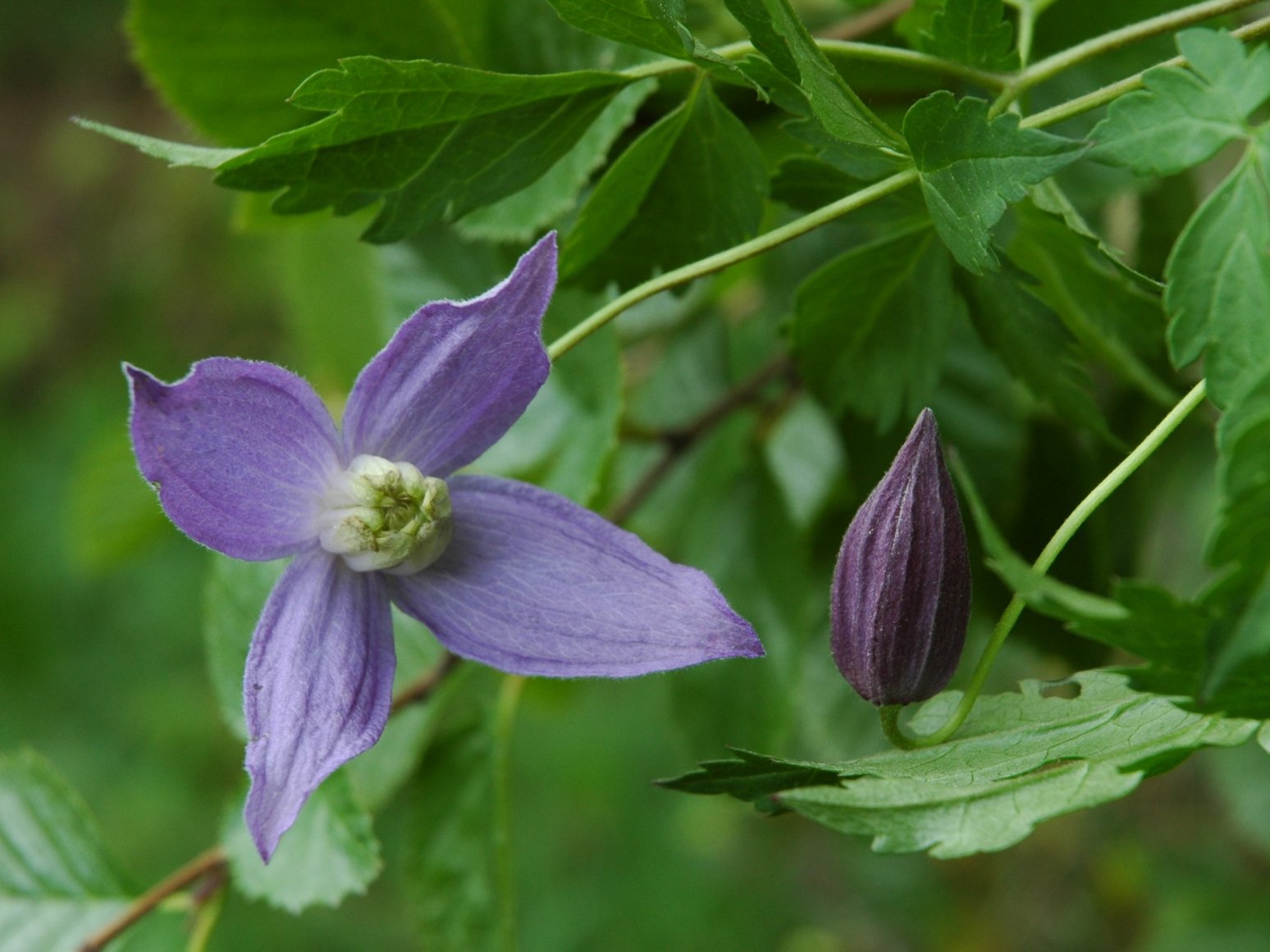 Clematis alpina